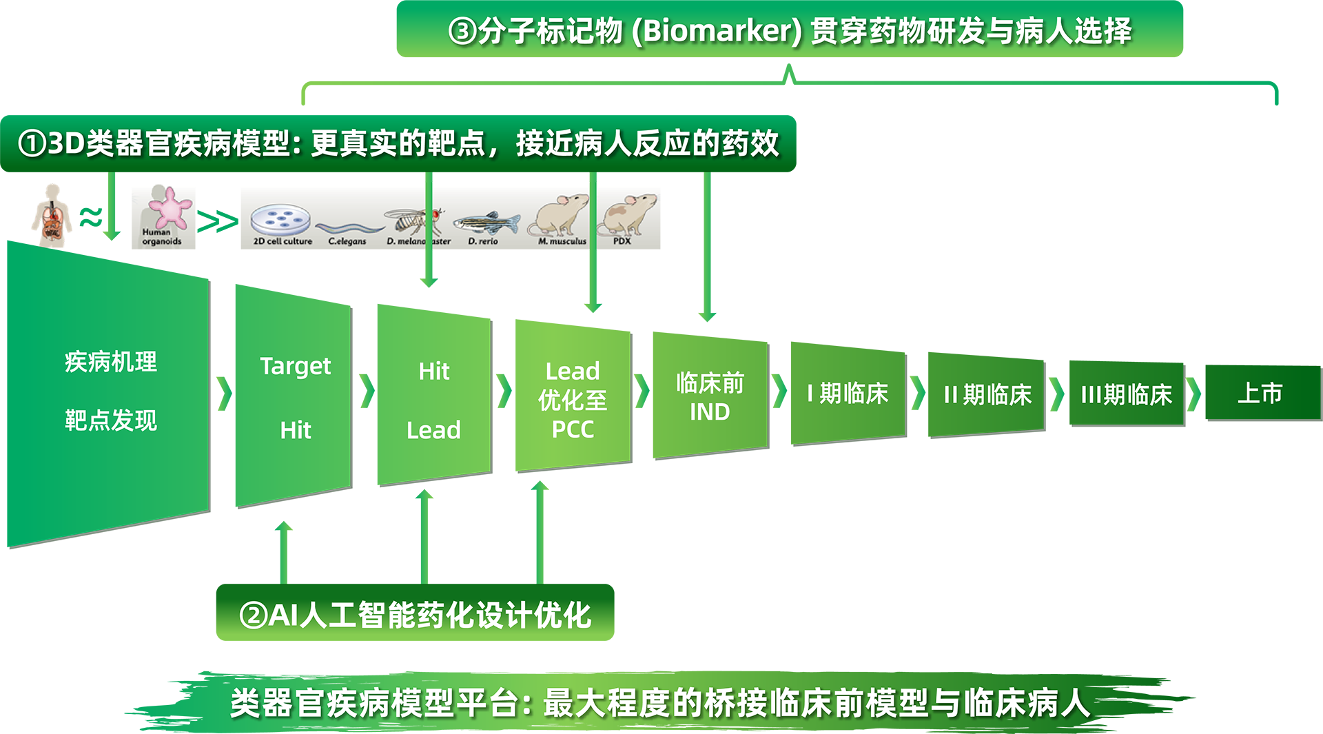 类器官疾病模型平台
